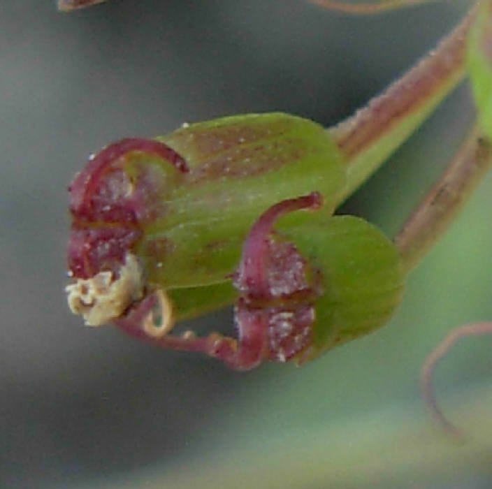 Peucedanum  cervaria (=Cervaria rivini ) / Imperatoria cervaria